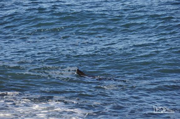 Um lobo marinho nada tranquilo no mar da Península Valdés, no litoral da  patagônia argentina